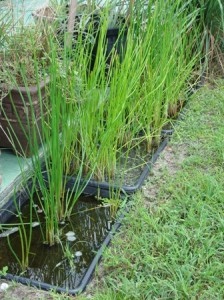 Water chestnuts growing in tubs